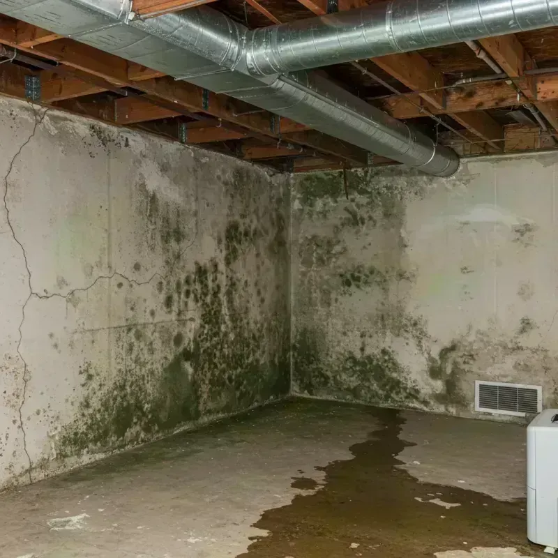 Professional Mold Removal in Bethalto, IL